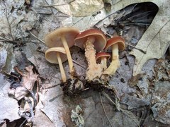 Carcinomyces effibulatus