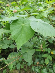 Abutilon grandifolium