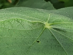 Abutilon grandifolium
