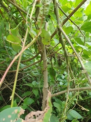 Abutilon grandifolium