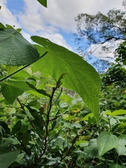 Abutilon grandifolium