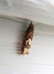 Epinotia trigonella
