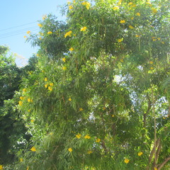 Tecoma stans