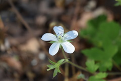 Geranium wislizeni