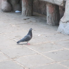 Columba livia