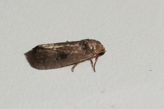 Lepidoptera