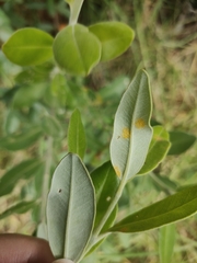 Austropuccinia psidii