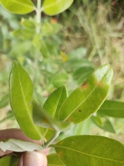 Austropuccinia psidii