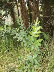 Austropuccinia psidii