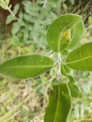 Austropuccinia psidii