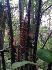 Astrocaryum paramaca