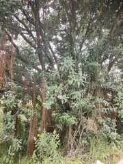 Austropuccinia psidii