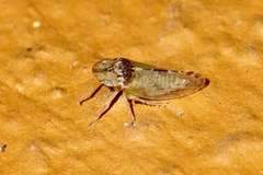 Xerophloea viridis