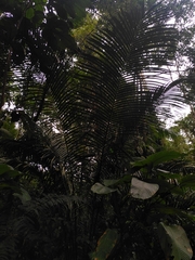 Astrocaryum paramaca