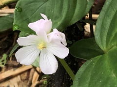 Bertolonieae
