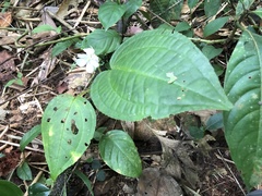 Bertolonieae