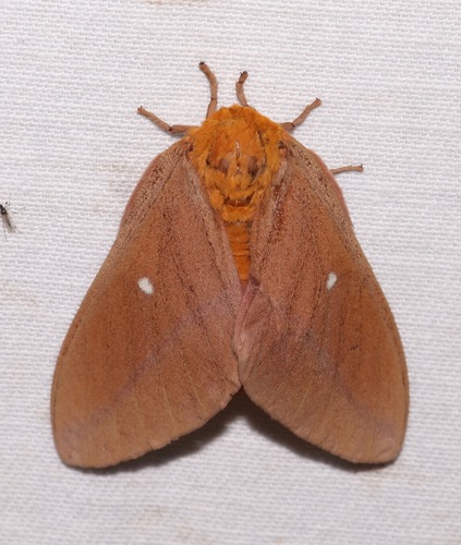 anisota oslari
