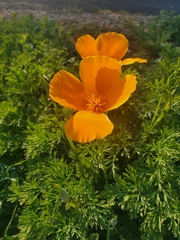 Eschscholzia californica