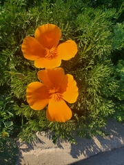 Eschscholzia californica