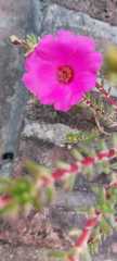 Portulaca grandiflora