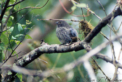 Camarhynchus parvulus