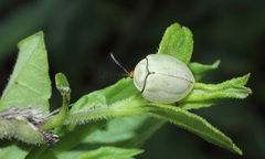 Paraselenis