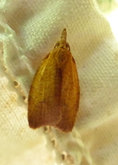 Cenopis chambersana