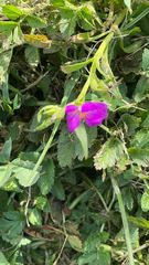 Calandrinia menziesii