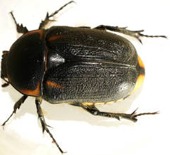 Diaphonia dispar