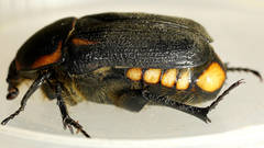Diaphonia dispar