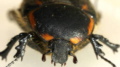 Diaphonia dispar