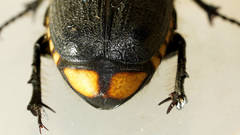 Diaphonia dispar