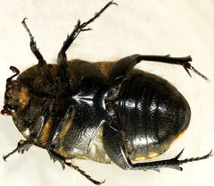 Diaphonia dispar