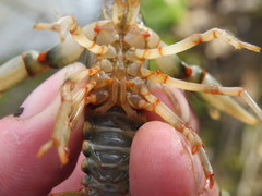 Cambarus fasciatus