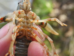 Cambarus fasciatus