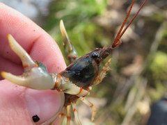 Cambarus fasciatus
