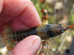 Cambarus fasciatus