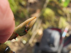 Cambarus fasciatus