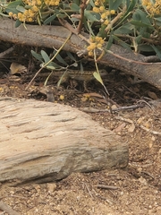 Sceloporus occidentalis
