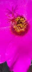 Portulaca grandiflora