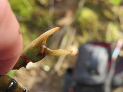 Cambarus fasciatus
