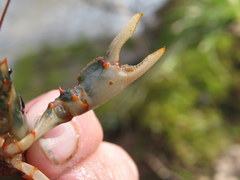 Cambarus fasciatus