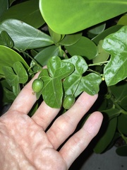 Image of Melothria pendula
