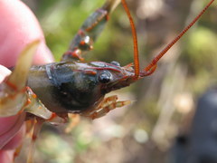 Cambarus fasciatus