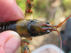 Cambarus fasciatus