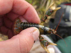 Cambarus fasciatus