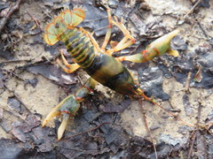Cambarus fasciatus