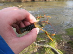 Cambarus fasciatus
