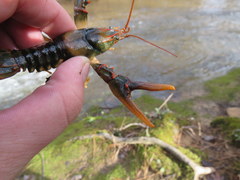 Cambarus fasciatus