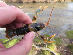 Cambarus fasciatus
